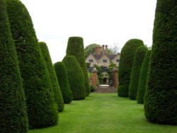 Through the topiary trees Wallpaper