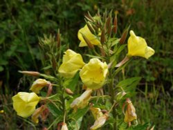 Wild Evening Primrose, disused railtrack, Mursley, Bucks. Wallpaper