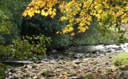 Babbling Brook Wallpaper