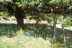 Leonardslee - the wild flower terrace Wallpaper