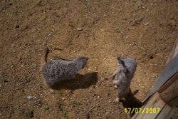 Meerkats at Paradise Park Wallpaper