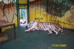Tigers at Paradise Park Wallpaper