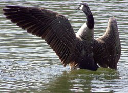 Getting in a flap Wallpaper