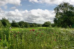 Shillingstone in Dorset Wallpaper