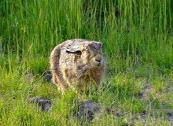 Brown hare....lepus capensis Wallpaper