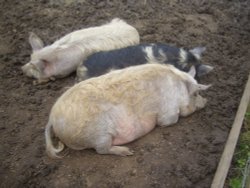 Pure contentment Wallpaper