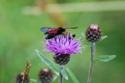 Six spot Burnet moth Wallpaper