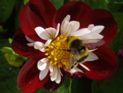 Bee on flower in Bewdley Wallpaper