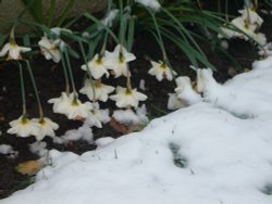 After the snowstorm Wallpaper