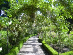 Rose Pergola Wallpaper