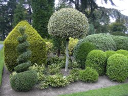 Topiary Wallpaper