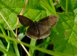 Ringlet.....aphantopus hyperantus (male) Wallpaper