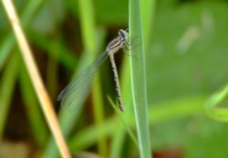 Female common blue damselfly....enallagma cyathigerum Wallpaper