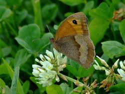 Meadow brown butterfly. Wallpaper