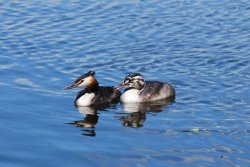Great Crested Grebes Wallpaper