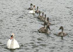 Follow the leader. Wallpaper