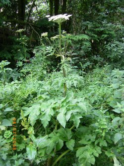 Wild flower