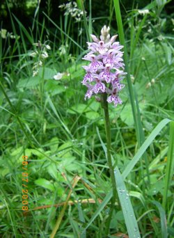 Wild flower