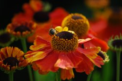 Flowers in my mother's garden at Bewdley Wallpaper