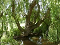 Vivary Park Wallpaper