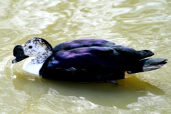 South American Comb Duck