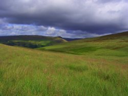 WILD N WONDERFUL Wallpaper