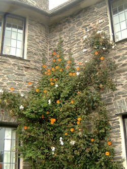Coleton Fishacre.