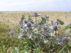 Sea holly growing on Loe Bar, near Porthleven, Cornwall Wallpaper