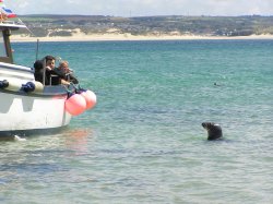 Grey seals are frequently seen in the harbour at St Ives Wallpaper