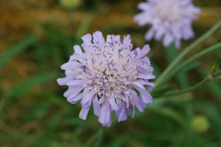 Field Scabious Wallpaper