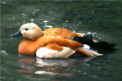 Ruddy Shelduck Wallpaper