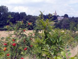 With rose in mind Wallpaper