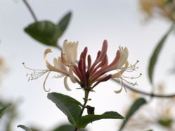 Honeysuckle, bridleway near Padbury, Bucks. Wallpaper