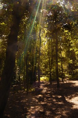 Forest rays