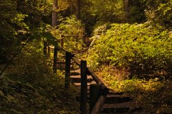 Forest steps Wallpaper