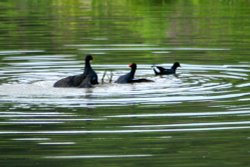 Water Hens fighting over female on the waders lake. Wallpaper