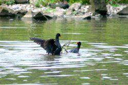 Water Hens fighting over female on the waders lake. Wallpaper