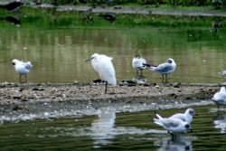 Little Egret on the island in the waders lake. Wallpaper