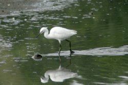 Little Egret on the island in the waders lake.