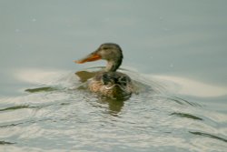 Shoveler on the lake at the Wetland Centre. Wallpaper