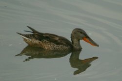 Shoveler on the lake at the Wetland Centre. Wallpaper
