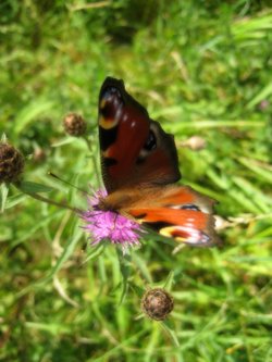 Peacock Butterfly