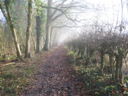 Footpath between Up Nately & Greywell Wallpaper