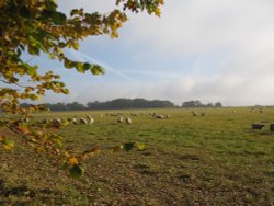 Autumn Stroll Wallpaper