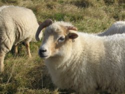 Friendly sheep Wallpaper
