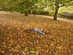 Autumn leaves Wallpaper