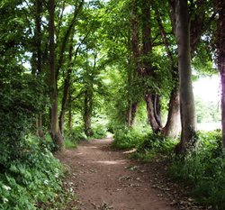 The River Path Wallpaper