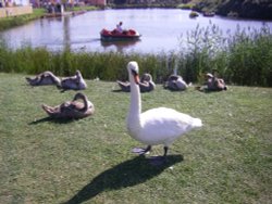 Theme Park Wallpaper