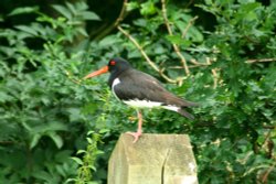 Oystercatcher. Wallpaper
