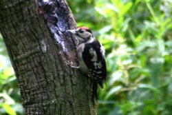Juvenile Great Spotted Woodpecker Wallpaper